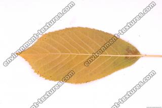 Photo Texture of Leaf 0083